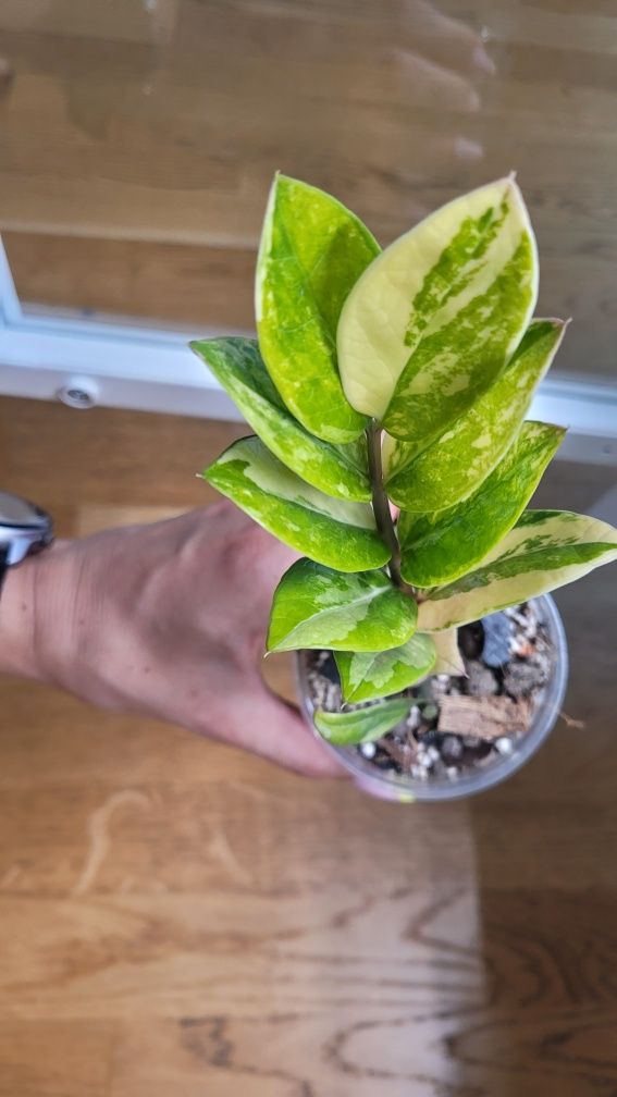 Zamioculcas / Zamiokulkas variegata