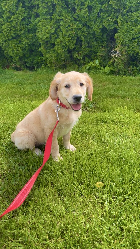 Golden Retriever suczka gotowa do odbioru