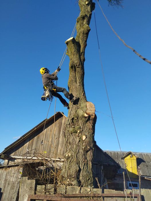 Обрізаня,спил,обрізка,валка аварійних дерев, дерево,альпініст, висотні