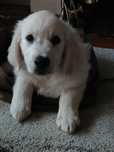Golden Retriever suczka