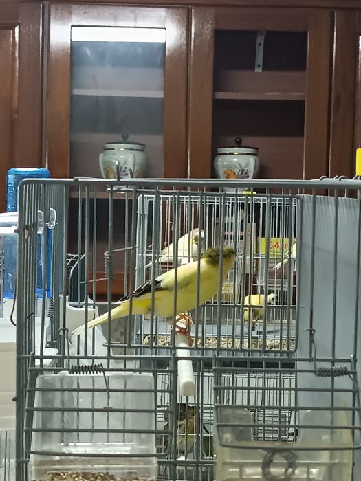 Canários machos e fêmeas