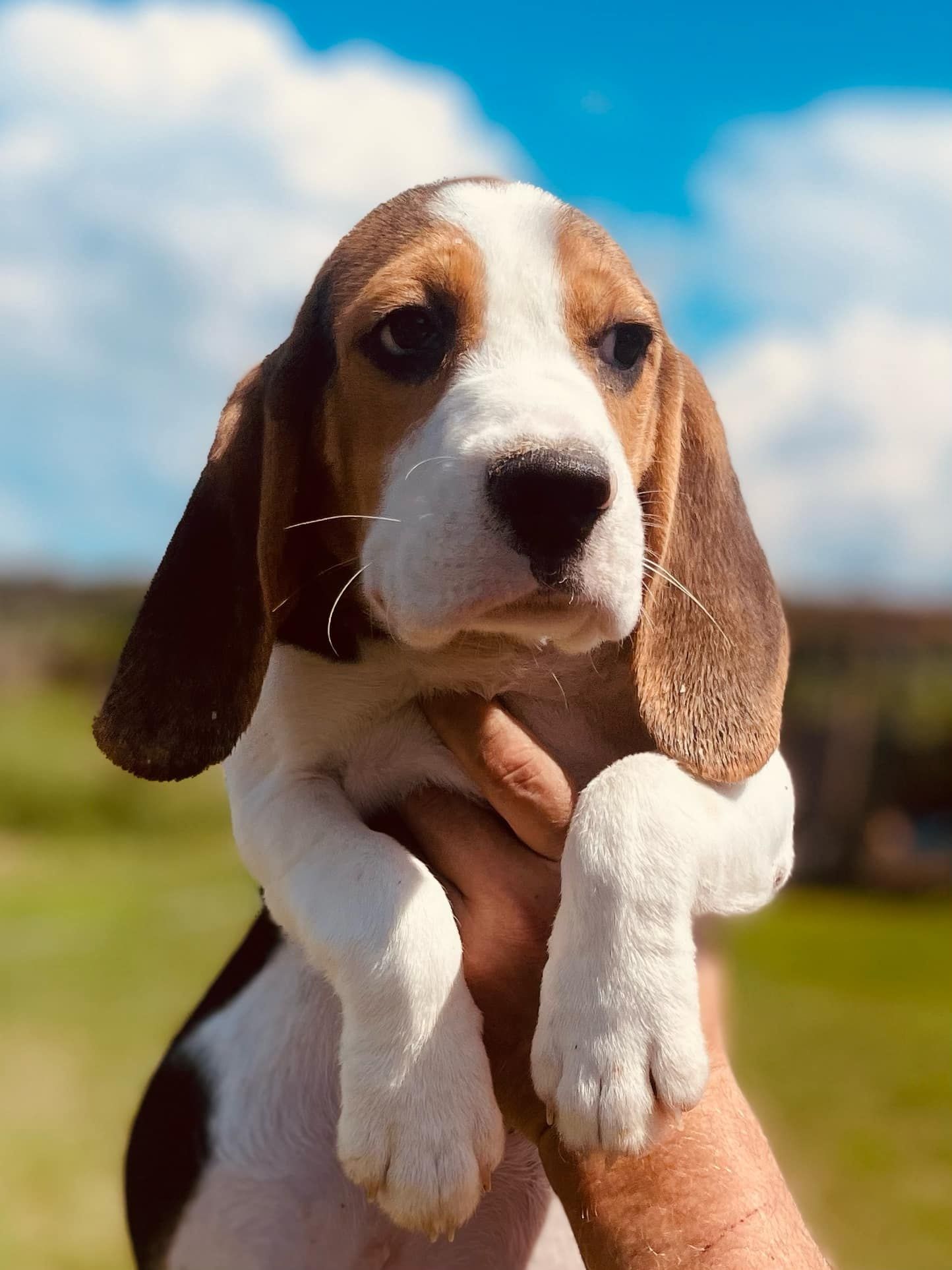 Beagle z legalnej hodowli