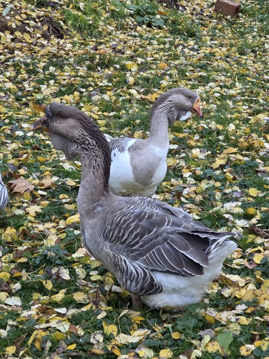 Chołmogory , gęsi chołmogorskie