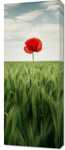 Obraz 40x100cm Samotny Mak na Polu
