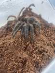 Ptasznik Lasiodora Parahybana l3/l4