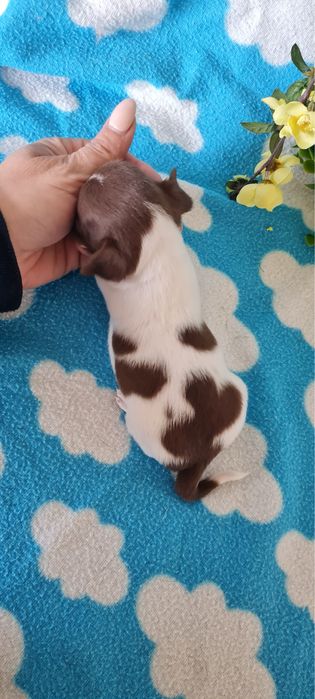 Excelente menina superMini Chihuahua/Chiuaua LinhagemRussa de Qualidad