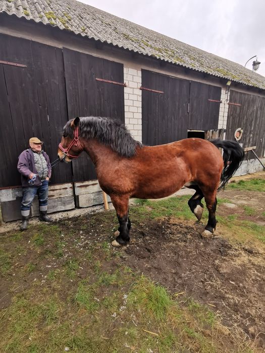 Sprzedam klacz Zimnokrwistą