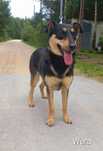 1, 5 roczna, aktywna, 16 kg, Wera, adopcja za darmo oddam