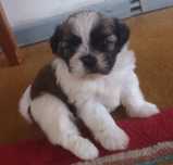 Szczeniaczek shih-tzu w dobre rece