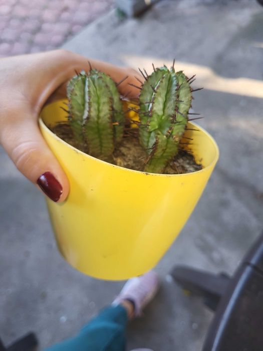 Euphorbia Horrida kaktus unikat
