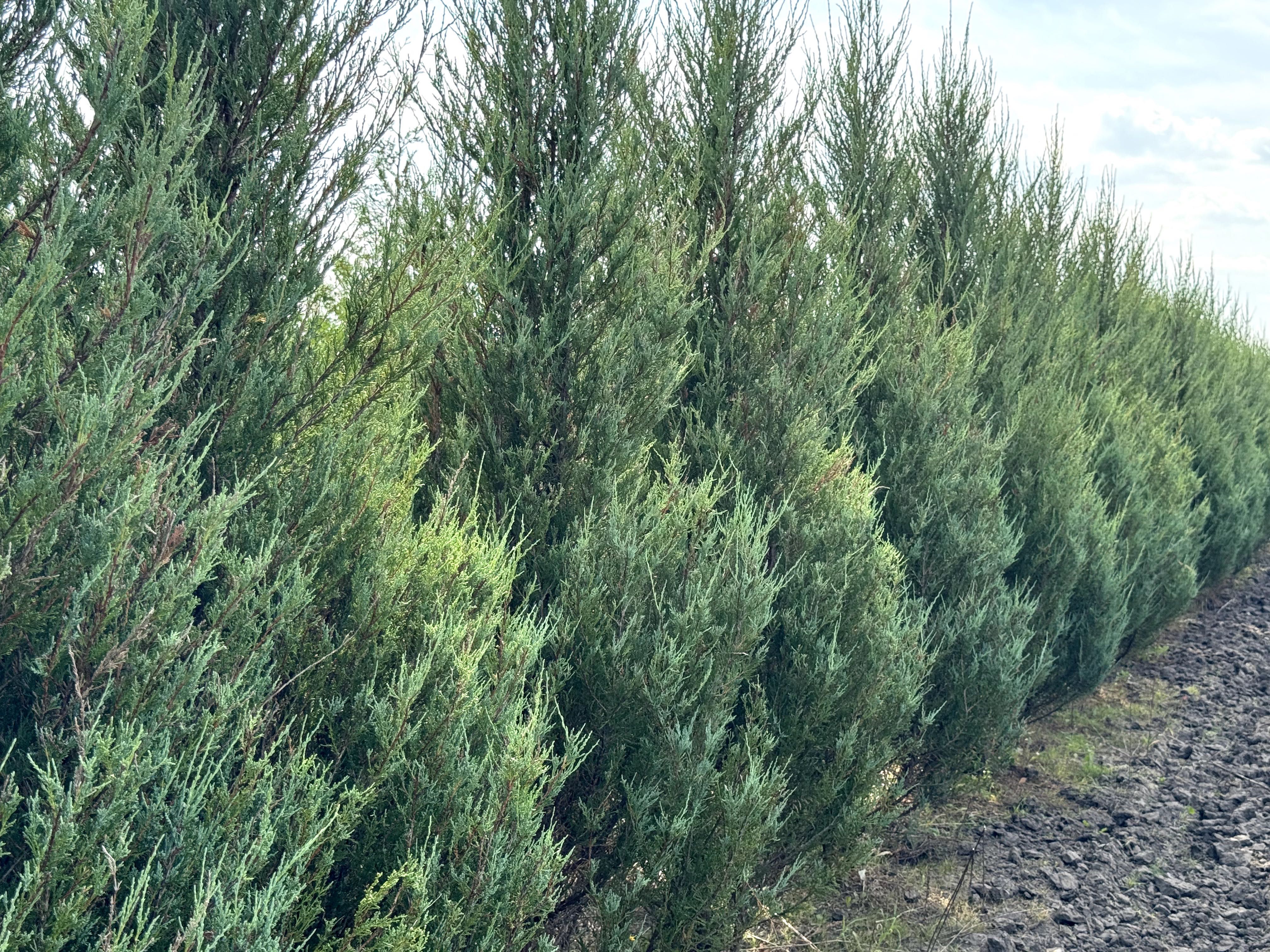 Thuja Smaragd 200-220 cm i inne tuja Szmaragd żywopłot Transport