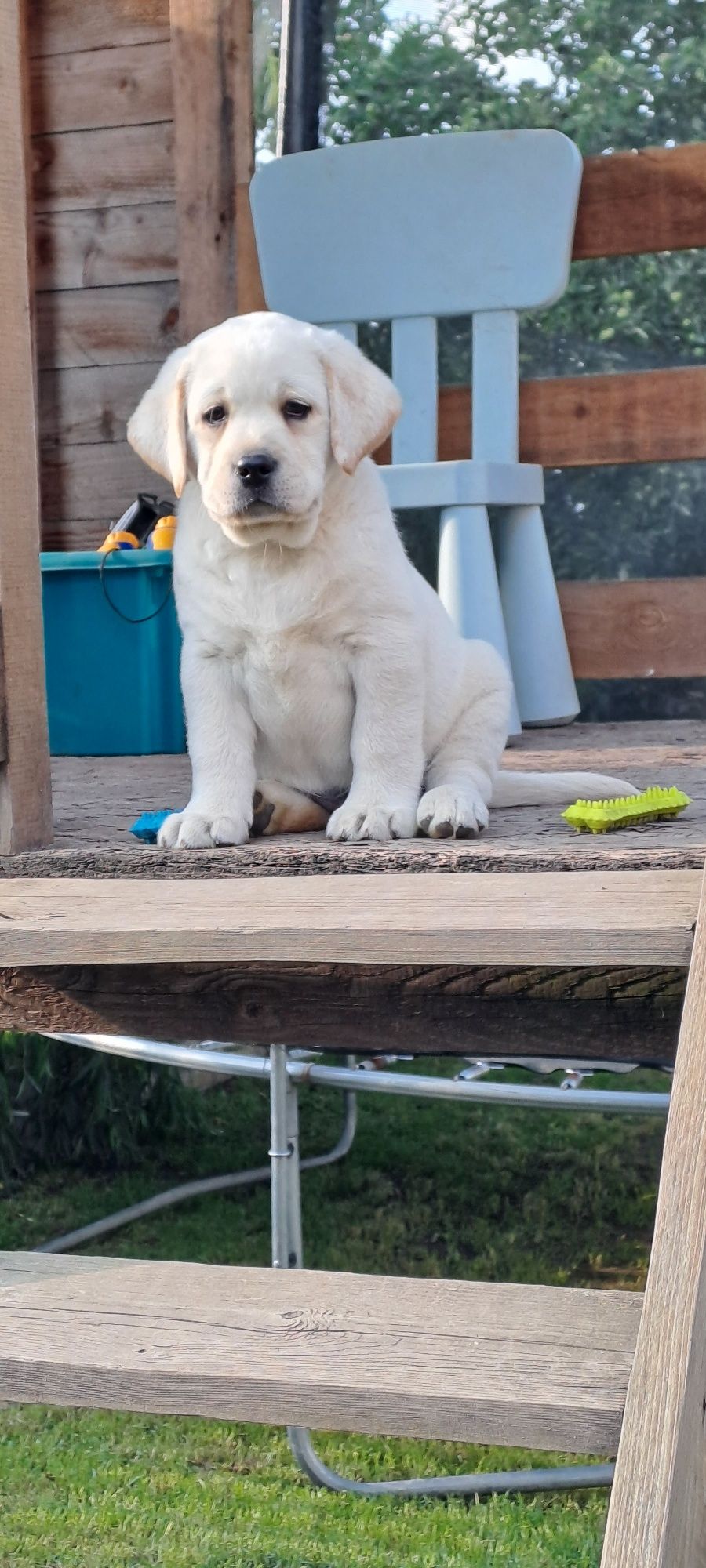 Labrador retriever biszkoptowy