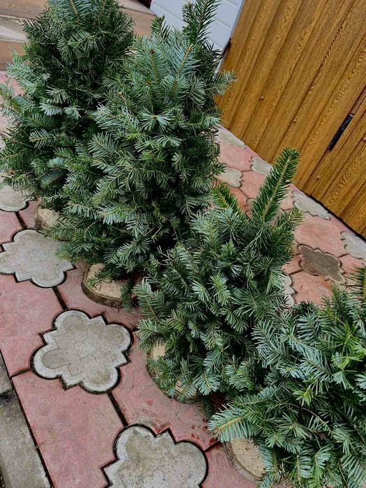 Плетені Ялинки з гілок хвої