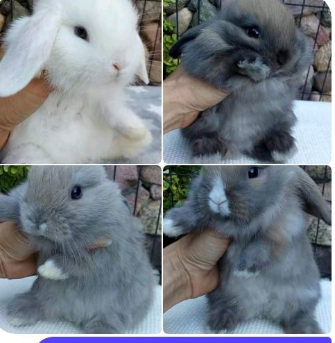 Mini lop hodowla Radom