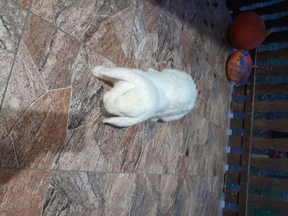 Sprzedam samice królika