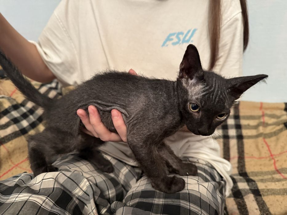 Коты Канадский Сфинкс