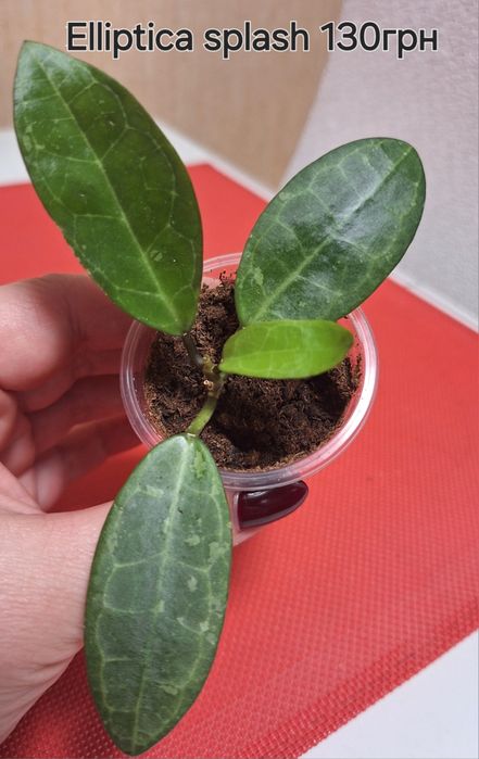 Хойя Elliptica splash