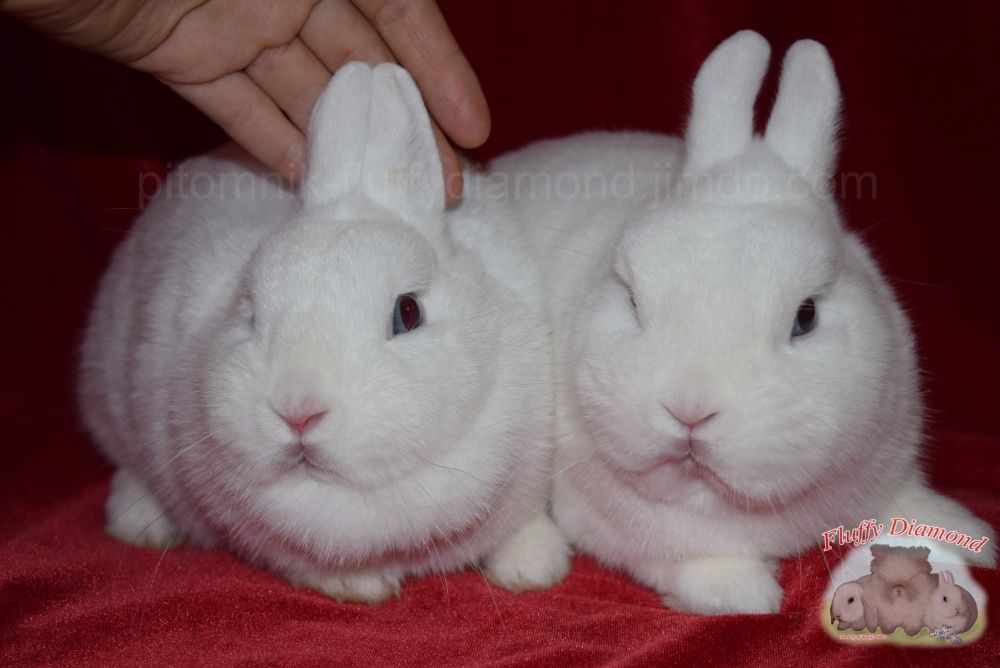 Чистопородные гермелины из питомника Fluffy Diamond.Самые маленькие