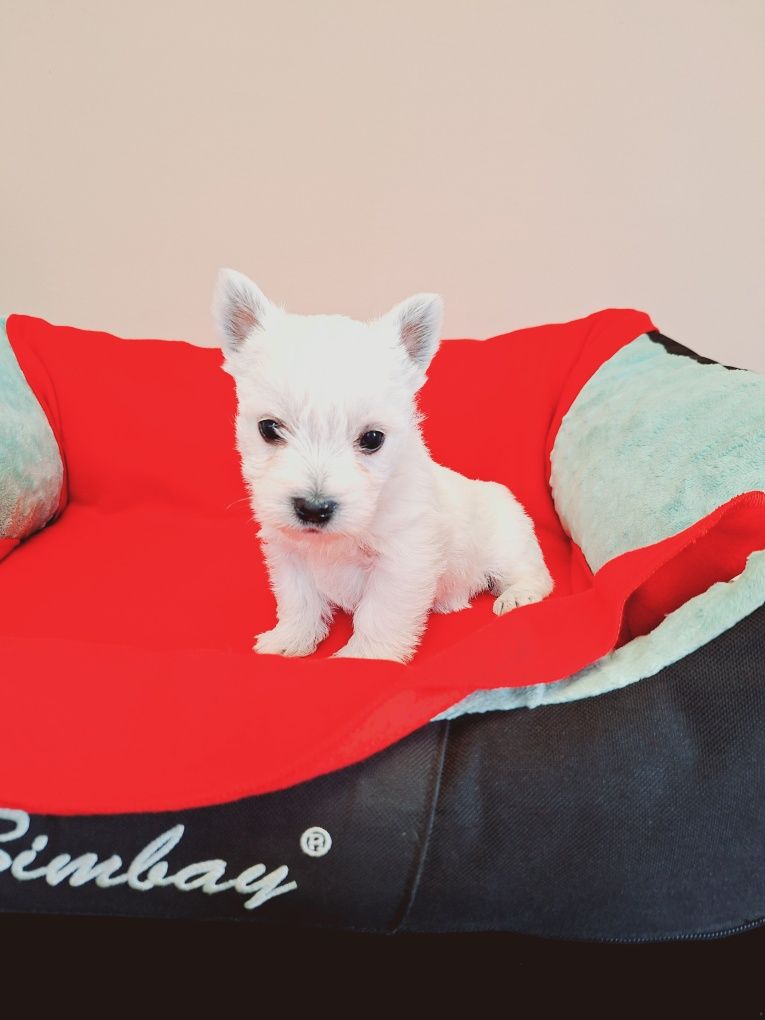 West Highland White Terrier suczka