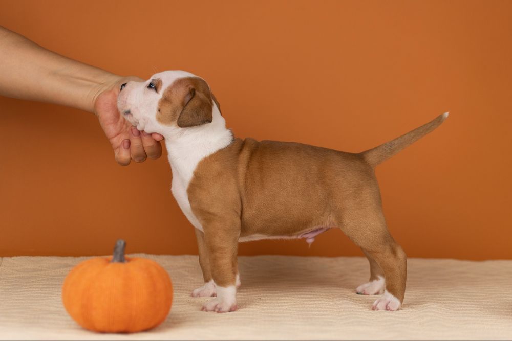 Вільний хлопчик стаффорд