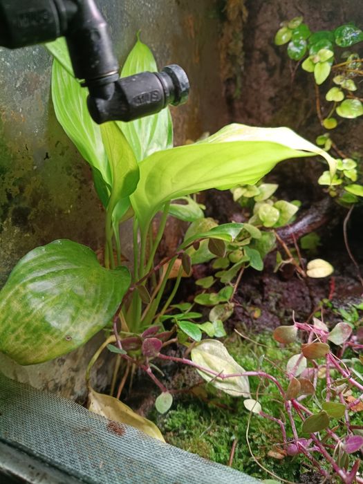 Komplet roślin  do terrarium