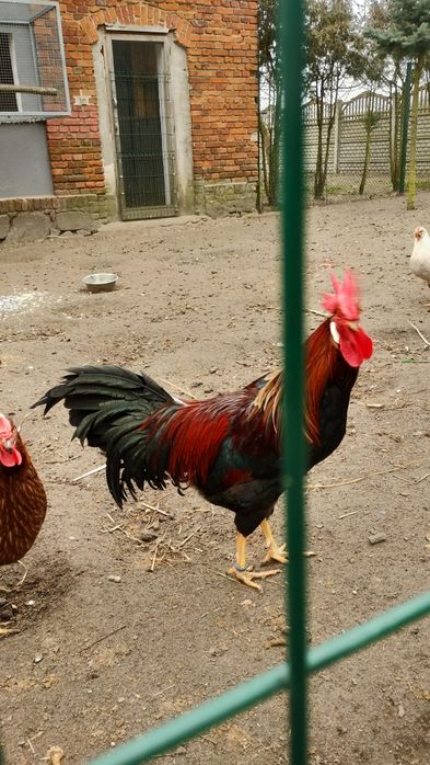 Kury włoszka kuropatwiane klasa wystawowa