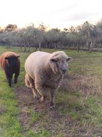 Carneiro cruzado de suffolk.