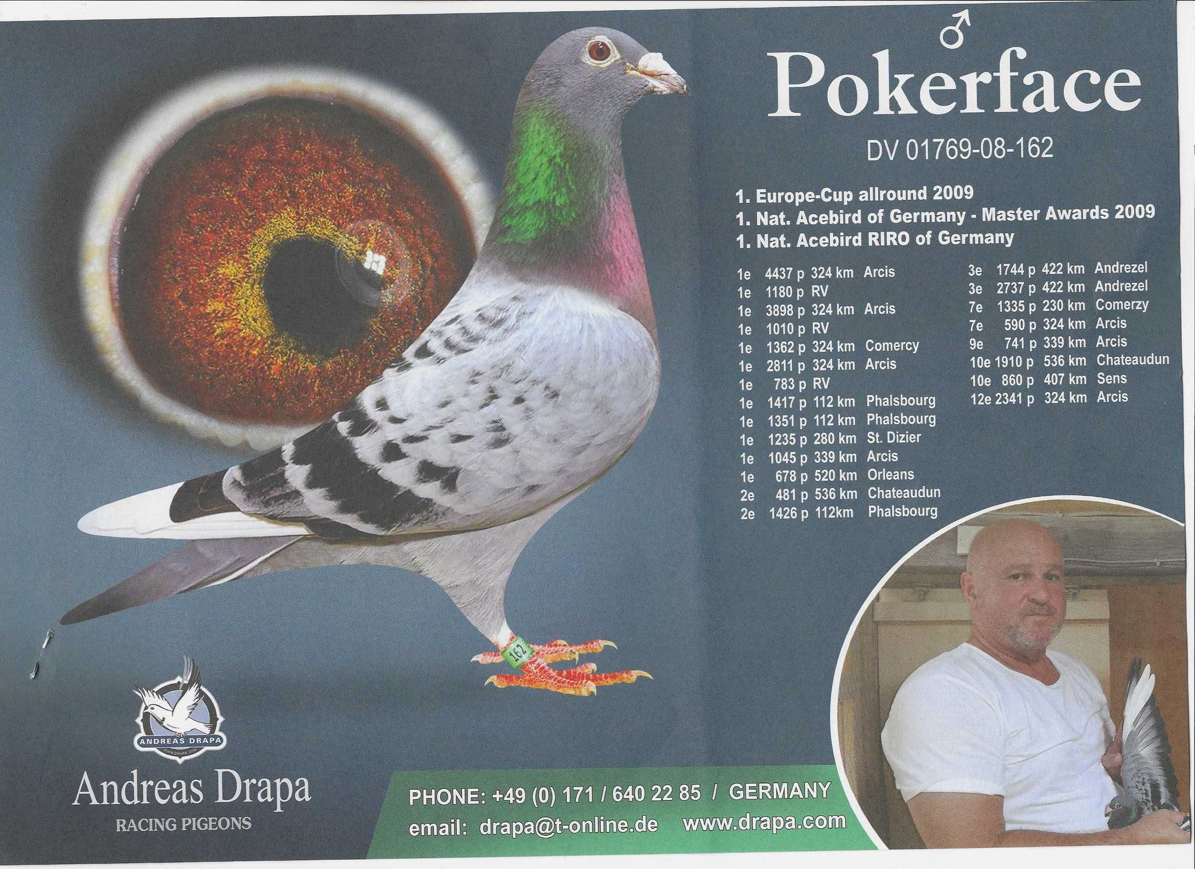 Młode Para 28 Drapa Córka Sky Fighter 4x Pokerface  gołębie pocztowe