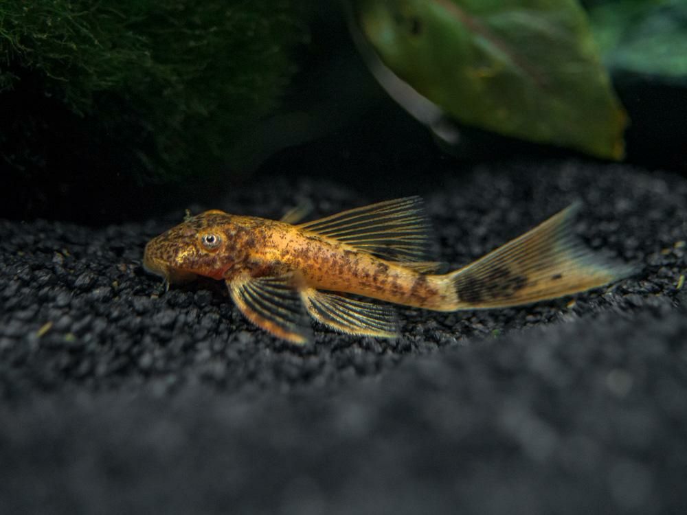 Ancistrus calico caliko lda16 welonowe zbrojnik glonojad
