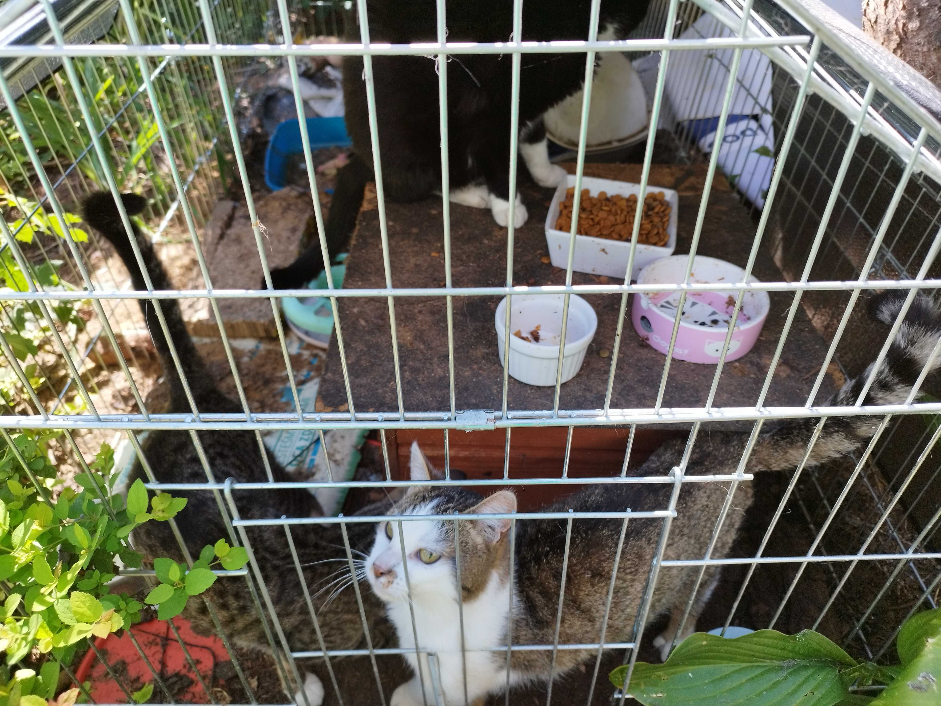 Koty polecają się do adopcji