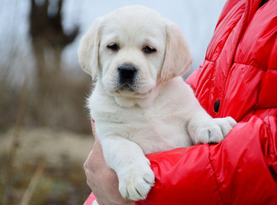 Яскравий хлопчик лабрадор ретривер!
