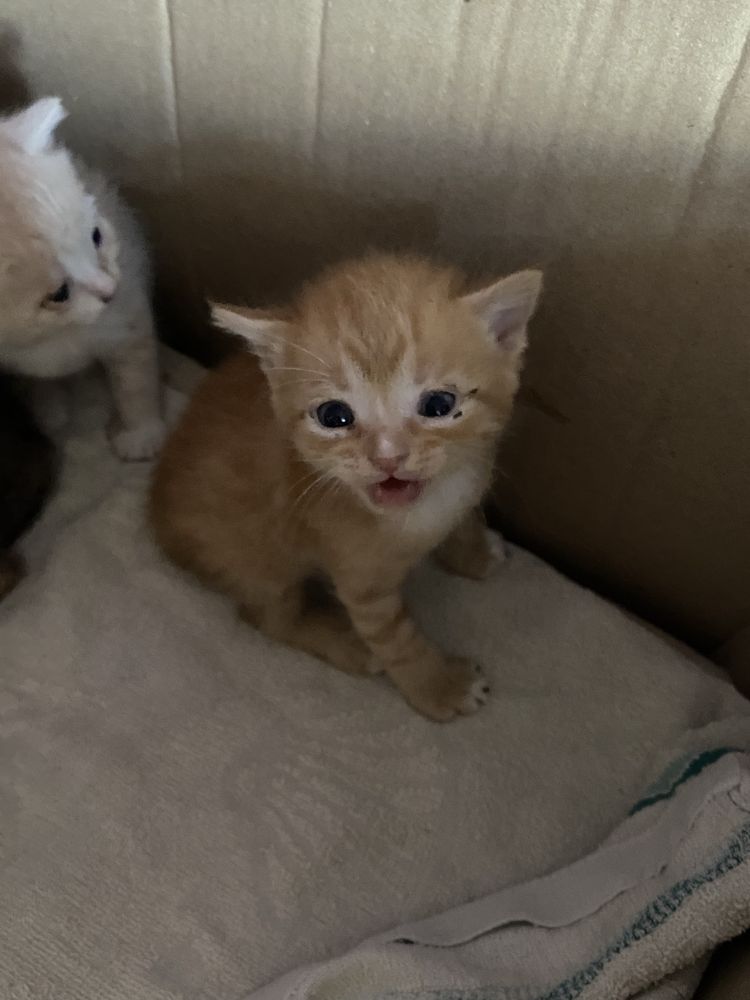 Отдам кошенят,кошек