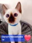 Kocurek tajski czekoladowy Diament z rodowodem WCF Niebieskookie*pl
