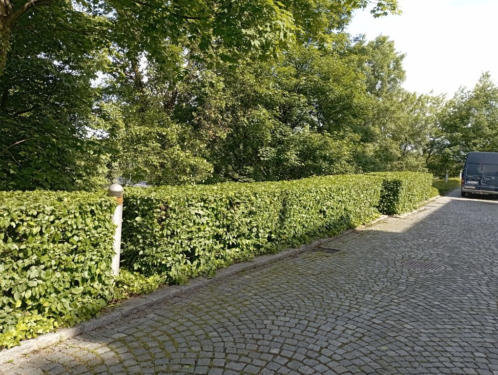 Przycinanie Tui i żywopłotów.Usługi ogrodnicze.