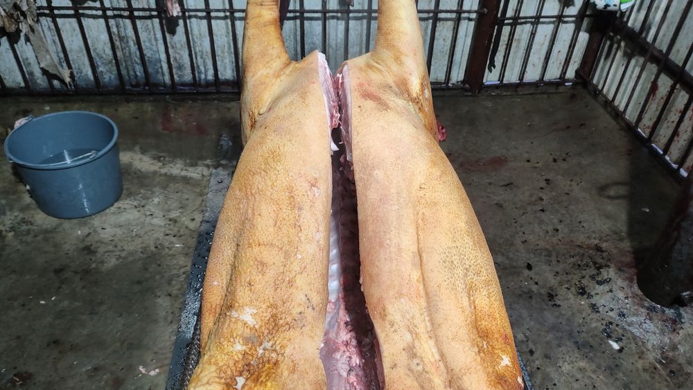 Свини полутушки домошние