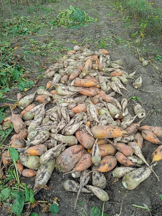 Продам кормові буряки 3 гривень кг.