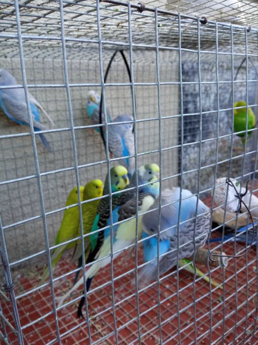 Periquitos Australianos