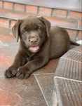 Labrador Czekoladowy