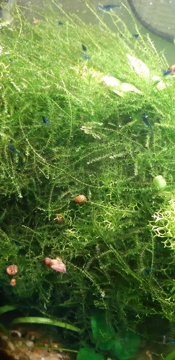 Яванский мох в аквариум