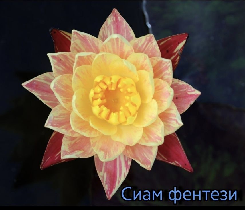 Сортовые нимфеи  для пруда