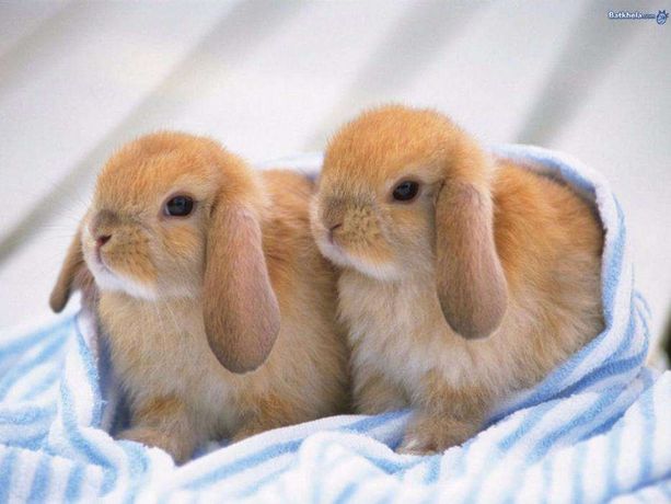 Карликовые декоративные кролики разных окрасов