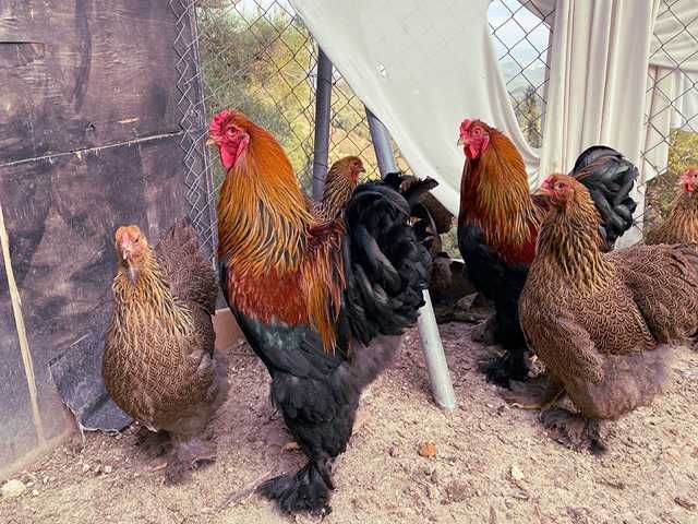 Яйце на інкубацію. Курчат. Кохінхін - срібло, куріпчаста, смугаста.