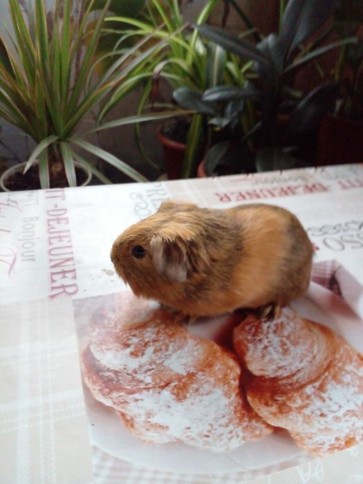 Морская свинка девочка