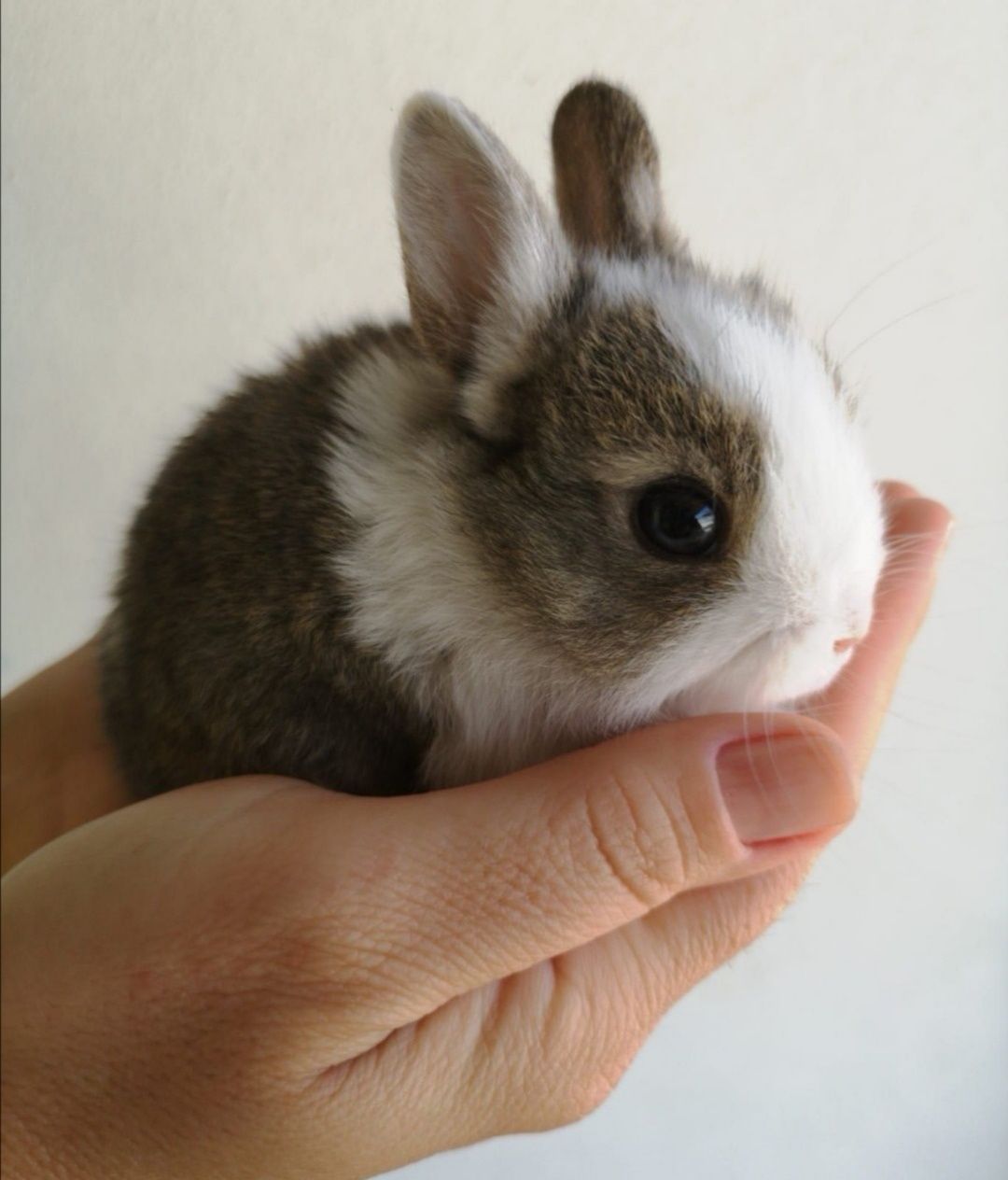 Mini Coelhos anões + gaiola nova + alimentação adequada