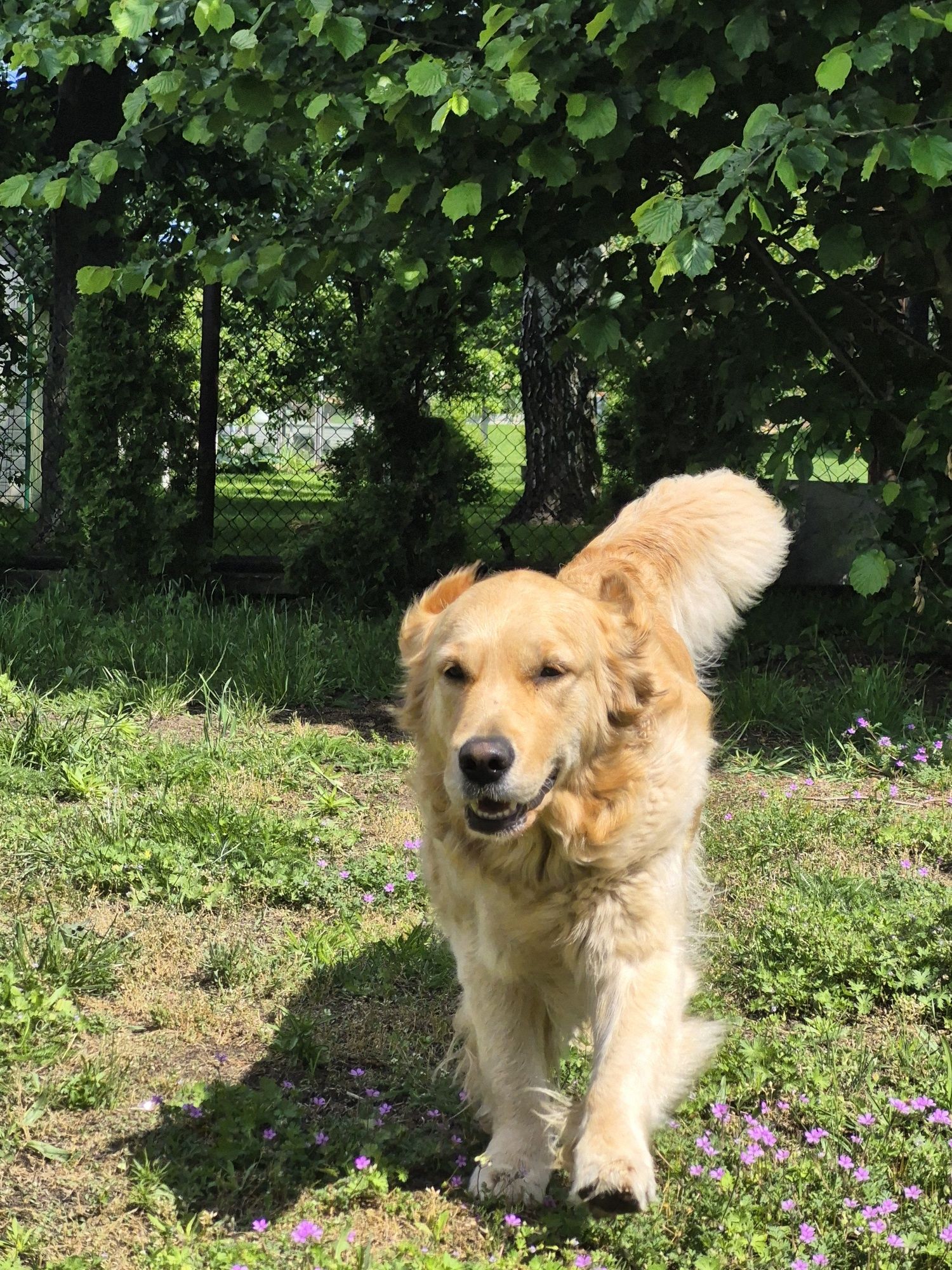 Golden Retriever – ciemnozłoty piesek szuka kochającego domu