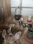 Patos mudos ,perus e fracas