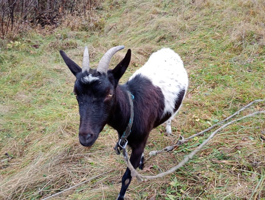 Продам молоду козу, кітна 3 місяці