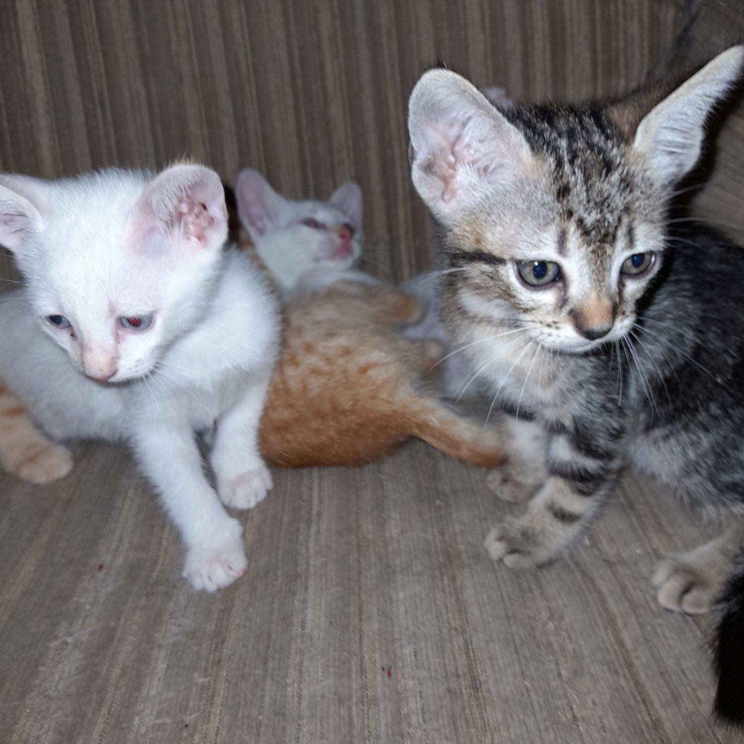Gatos para adoçao