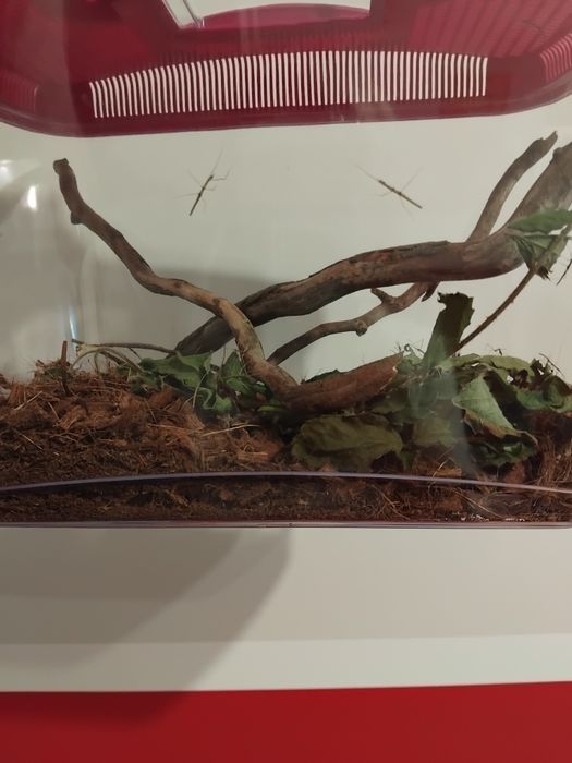 Młode patyczaki 20 sztuk