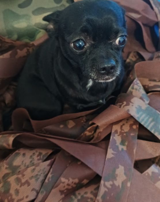 Собакач віддам в хороші руки